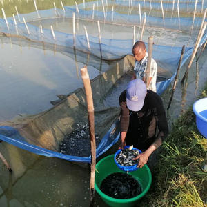 Tilapia hatchery manual for farmers in Ghana