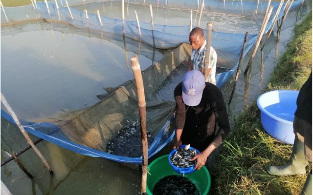 Tilapia hatchery manual for farmers in Ghana