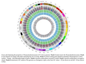 ICAR-CIBA unveils whole genome of Indian white shrimp