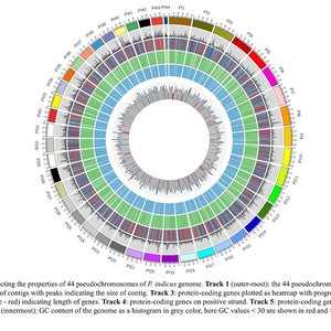 ICAR-CIBA unveils whole genome of Indian white shrimp