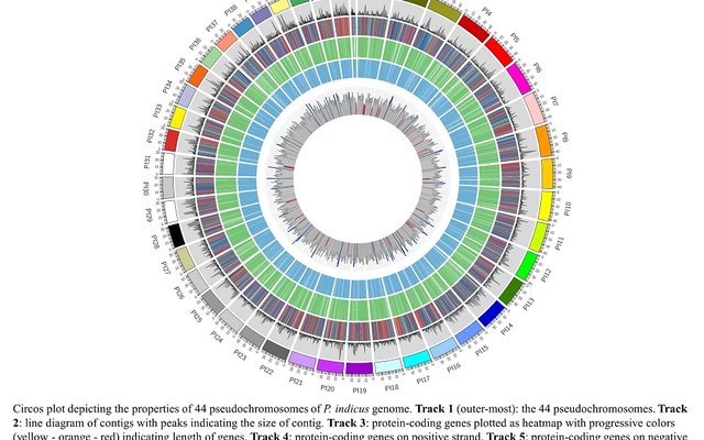 ICAR-CIBA unveils whole genome of Indian white shrimp