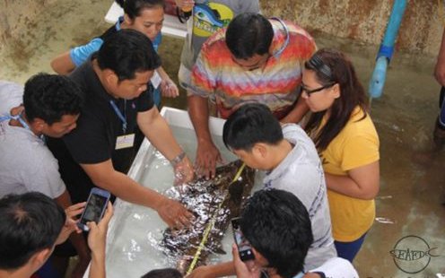 Philippine fish farmers facing feed and fry shortages