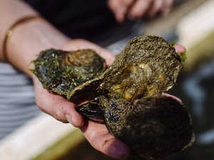 First native oyster restoration hatchery opens in the UK