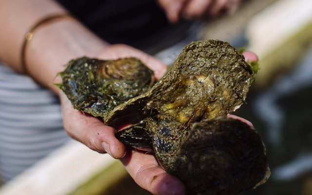 First native oyster restoration hatchery opens in the UK