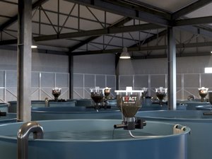 New feeding solutions for fish hatcheries