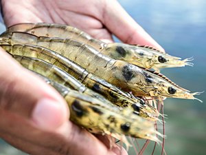 MPEDA certifies first shrimp hatchery through SAPHARI