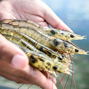 MPEDA certifies first shrimp hatchery through SAPHARI