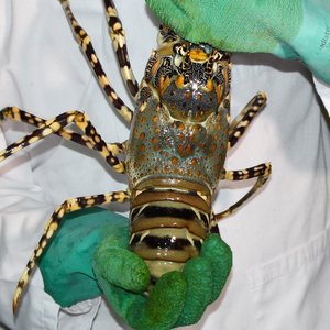 Growing lobster gets closer