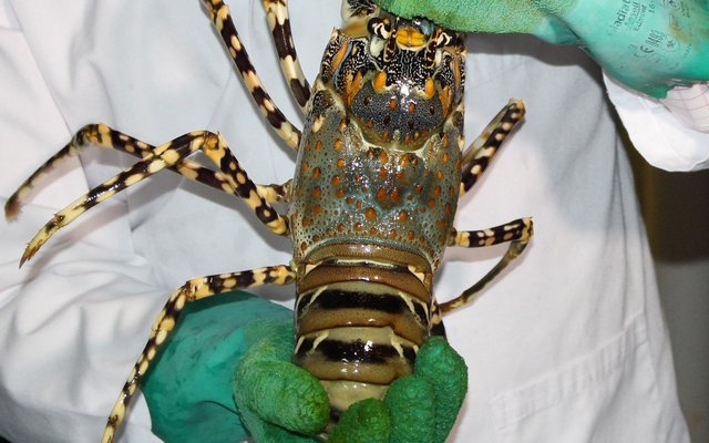 Growing lobster gets closer
