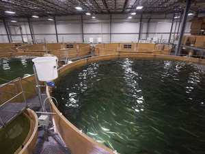 AquaBounty selects Innovasea as RAS technology provider