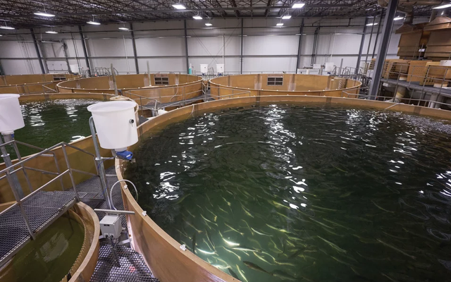 AquaBounty selects Innovasea as RAS technology provider