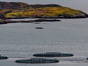 Researchers explore aquacultures progress over the past two decades