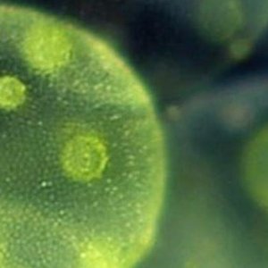 Microalgae strain catalogue