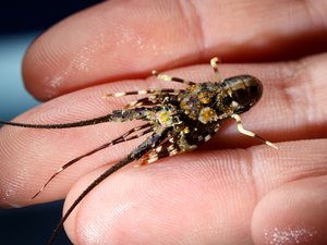 New research hub to boost Aussie lobster aquaculture