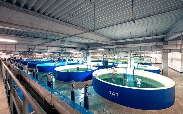 Sweden plans 100,000 ton salmon RAS farm