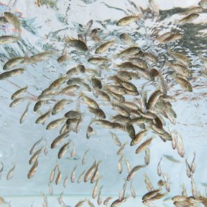 Genomar acquires Brazilian tilapia breeding company AquaAmérica and AquaPorto