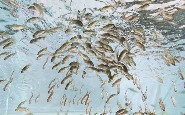 Genomar acquires Brazilian tilapia breeding company AquaAmérica and AquaPorto