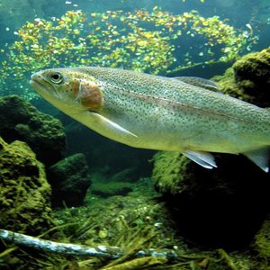 Gene-editing tool to speed disease studies in fish