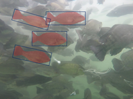 Strategic alliance for intelligent tilapia farming