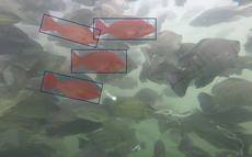 Strategic alliance for intelligent tilapia farming
