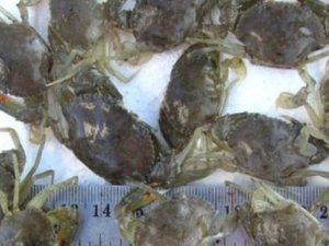 MPEDA receives new patent for mud crab seed production