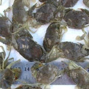 MPEDA receives new patent for mud crab seed production