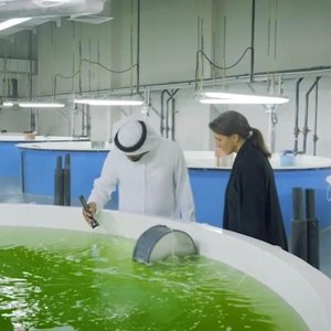 Emirati hatchery delivers 600,000 fish fingerlings to aquaculture companies in UAE