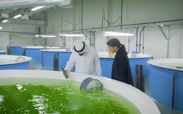 Emirati hatchery delivers 600,000 fish fingerlings to aquaculture companies in UAE