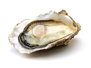 Canada invests in an oyster hatchery