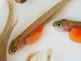 AquaGens salmon shows high survival against new IPN variant