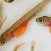 AquaGens salmon shows high survival against new IPN variant