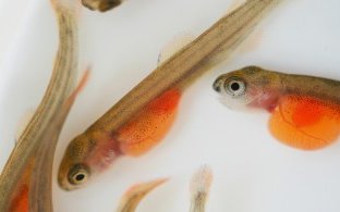 AquaGens salmon shows high survival against new IPN variant