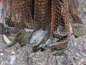 India completes tilapia hatchery to boost seed production in Kerala