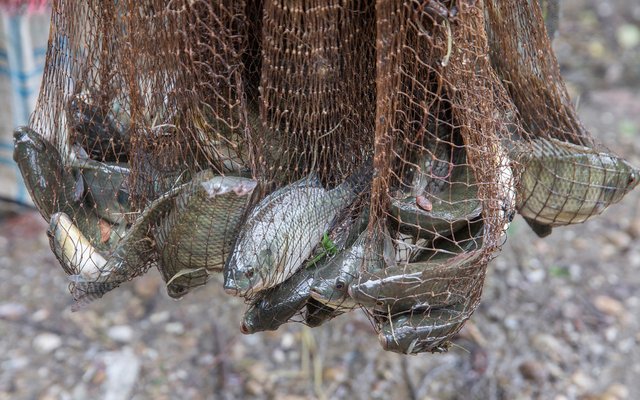 India completes tilapia hatchery to boost seed production in Kerala