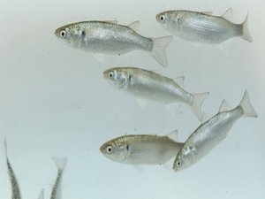 How to improve milkfish breeding performance through hormone implants