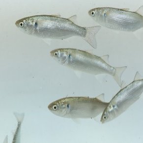 How to improve milkfish breeding performance through hormone implants