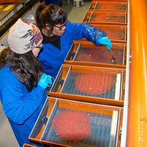 Researchers select salmon for improved FCR