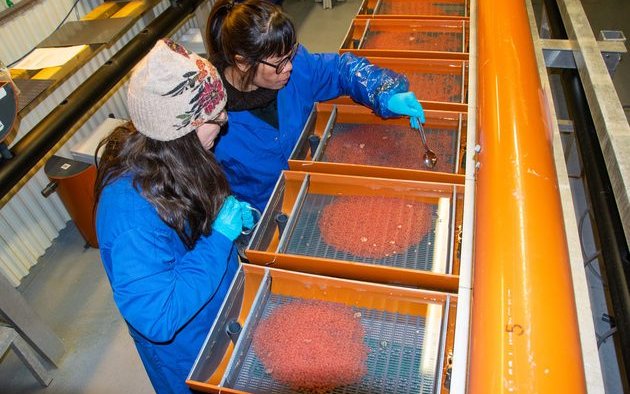 Researchers select salmon for improved FCR