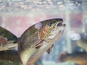 Xelect introduces new consultancy service for trout producers