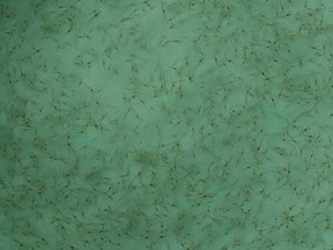 Probiotics improve environmental performance in shrimp hatcheries