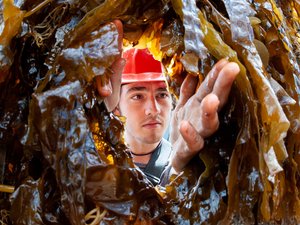 Seaweed training center opens in the UK