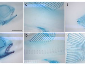 Does RAS environment affect skin and bone development of salmon larvae?
