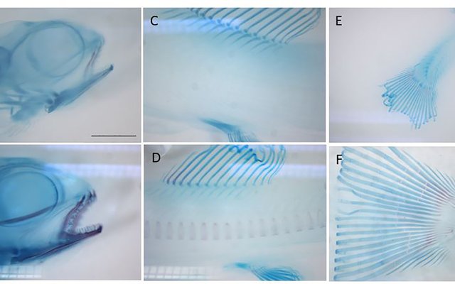 Does RAS environment affect skin and bone development of salmon larvae?