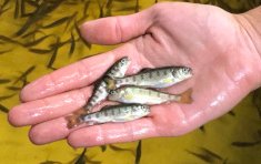 Scientists are testing a new vaccine for rainbow trout fry