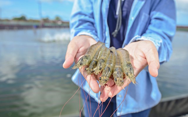 American Mariculture to distribute CP Foods shrimp broodstock worldwide