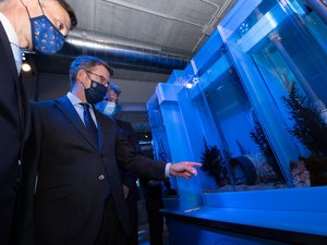 Nueva Pescanova reaches fifth generation of captive-grown octopus