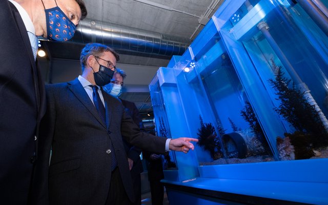 Nueva Pescanova reaches fifth generation of captive-grown octopus