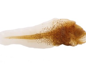 Bill seeks to expand species researched at California salt-water fish hatchery