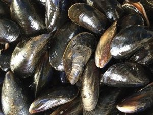 Cryopreserved mussel larvae can survive and develop into adult mussels