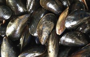 Cryopreserved mussel larvae can survive and develop into adult mussels